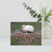 Carte postale Mama Swan Tending to Cygnets (2) (Debout devant)