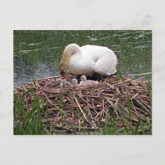 Carte postale Mama Swan Tending to Cygnets (2) (Devant)