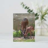 Carte Postale Mama Whitetail Deer et Fawn (Debout devant)