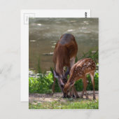Carte Postale Mama Whitetail Deer et Fawn (Devant / Derrière)