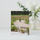Carte Postale Maman ! ! Brooks Falls Alaska (Debout devant)