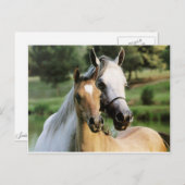 Carte Postale Maman & Colt (Devant / Derrière)