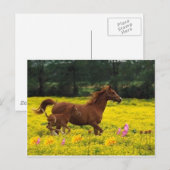 Carte Postale maman de cheval et bébé (Devant / Derrière)