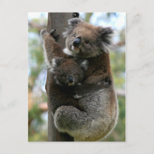 Carte Postale Maman et Baby Koala