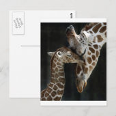 Carte Postale Maman et bébé Giraffe Cuddle (Devant / Derrière)