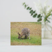 Carte Postale Maman et bébé joli face Wallaby (Debout devant)