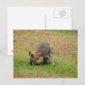 Carte Postale Maman et bébé joli face Wallaby (Devant / Derrière)