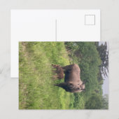 Carte Postale Maman et bébé orignal (Devant / Derrière)