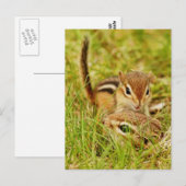 Carte Postale Maman et bébé tamia (Devant / Derrière)