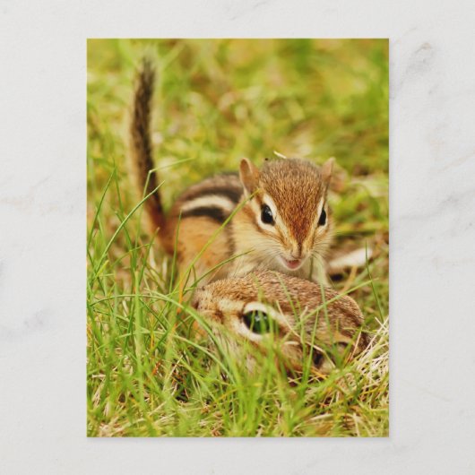 Carte Postale Maman et bébé tamia (Devant)
