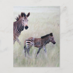 Carte Postale Maman et bébé Zebra