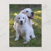 Carte Postale Maman et chiot de golden retriever (Devant)