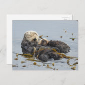 Carte Postale Maman et chiot de loutre de mer dormant (Devant / Derrière)