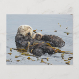 Carte Postale Maman et chiot de loutre de mer dormant
