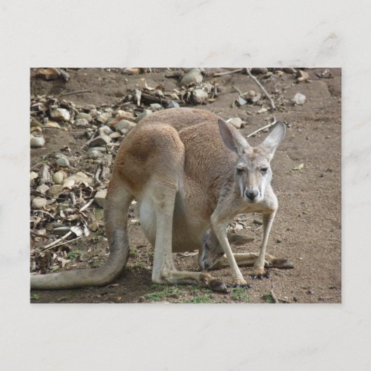 Carte Postale maman et joey (Devant)