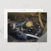 Carte Postale maman noire (Devant / Derrière)