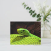 Carte Postale Mamba Dendroaspis Angusticeps (Debout devant)