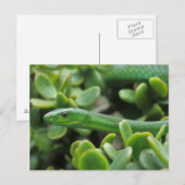 Carte Postale Mamba vert de l'Est (Dendroaspis Angusticeps) (Devant / Derrière)