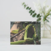 Carte Postale Mamba verte orientale (Debout devant)