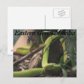 Carte Postale Mamba verte orientale (Devant / Derrière)