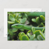 Carte Postale Mamba verte orientale (Dendroaspis Angusticeps) (Devant / Derrière)