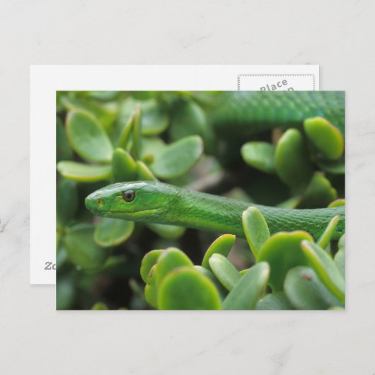 Carte Postale Mamba verte orientale (Dendroaspis Angusticeps) (Devant / Derrière)