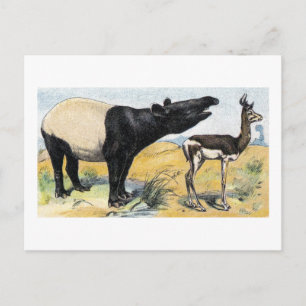Carte Postale Mammifères : tapir & gazelle
