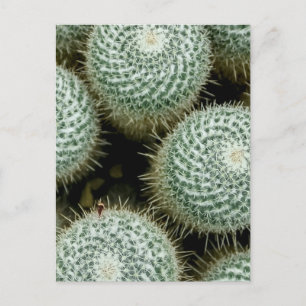 Carte Postale Mammillaria hahniana