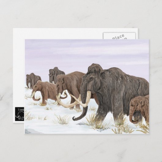 Carte postale Mammoth Family (Devant / Derrière)
