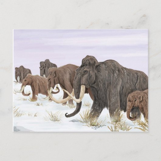 Carte postale Mammoth Family (Devant)