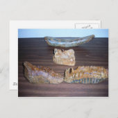 Carte Postale mammouth dents bout de défenses (Devant / Derrière)