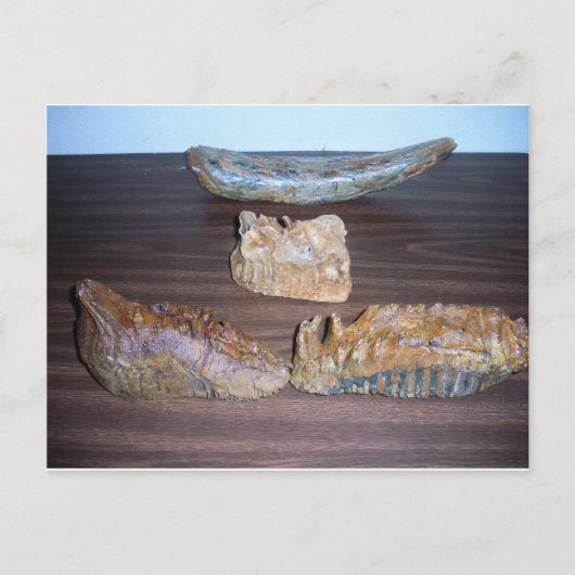 Carte Postale mammouth dents bout de défenses (Devant)