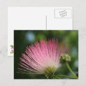 Carte Postale Mamosa (Devant / Derrière)