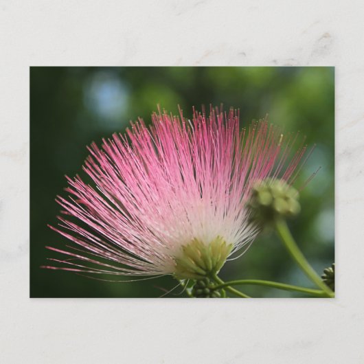 Carte Postale Mamosa (Devant)