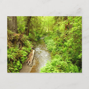 Carte Postale Man Creek II perdu dans le parc national Redwood