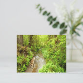 Carte Postale Man Creek II perdu dans le parc national Redwood (Debout devant)