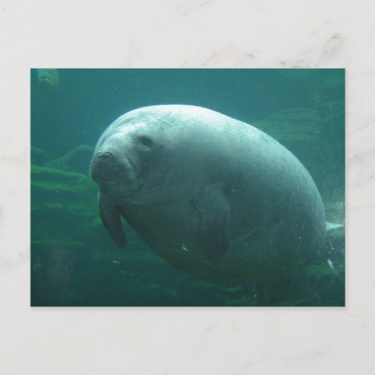 Carte Postale Manat Très Rond Avec Un Beau Visage (Devant)