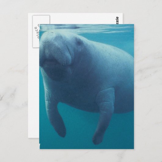 Carte postale Manatee (Devant / Derrière)