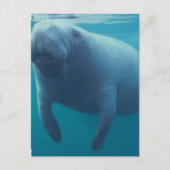 Carte postale Manatee (Devant)