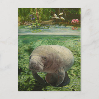 CARTE POSTALE MANATEE