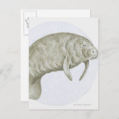 Carte Postale Manatee (Devant / Derrière)