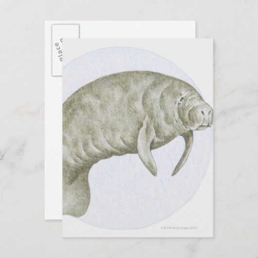 Carte Postale Manatee (Devant / Derrière)