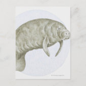 Carte Postale Manatee (Devant)