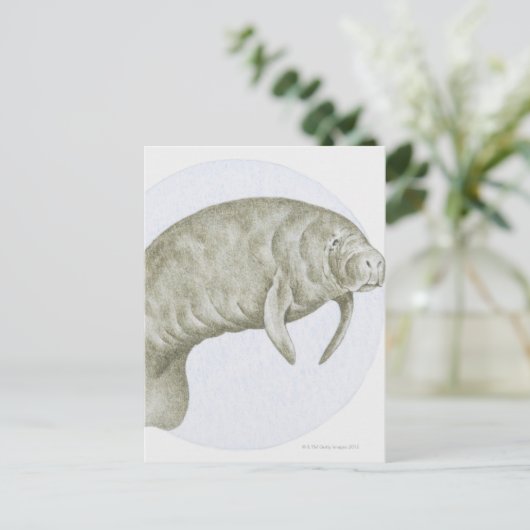 Carte Postale Manatee (Debout devant)