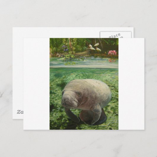 CARTE POSTALE MANATEE (Devant / Derrière)