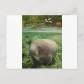 CARTE POSTALE MANATEE (Devant)