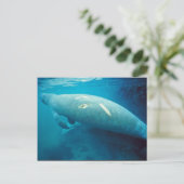 Carte Postale Manatee avec Scar (Debout devant)