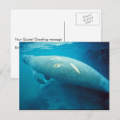Carte Postale Manatee avec Scar (Devant / Derrière)