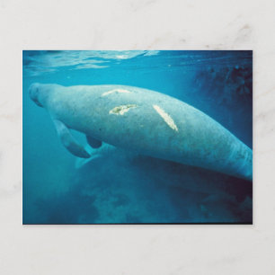 Carte Postale Manatee avec Scar