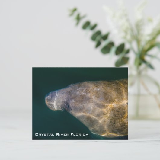 Carte Postale Manatee Crystal River Floride (Debout devant)